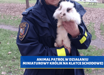 ANIMAL PATROL W DZIAŁANIU – miniaturowy królik na klatce schodowej