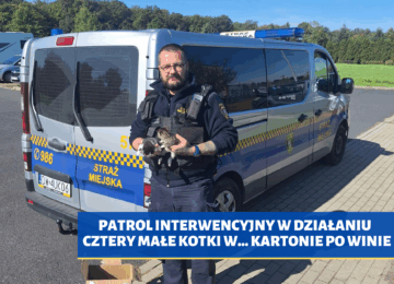 PATROL INTERWENCYJNY W DZIAŁANIU – cztery małe kotki w… kartonie po winie